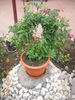 jasminum officinale