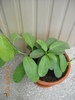 stephanotis  floribunda
