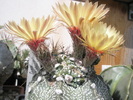 Astrophytum cu cap monstruos - 21.06