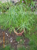 cyperus alternifolius