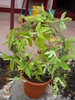 passiflora mov dungat cu roz