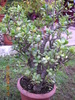 crassula  arboresens