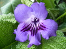 P1300590