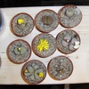 grup lithops