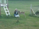 bamby si roky la Costel in ograda
