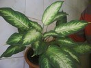 dieffenbachia camilla