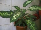 dieffenbachia compacta