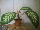 dieffenbachia tropic snow-de la valy