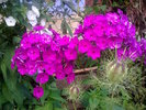 phlox