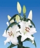 Lilium (Oriental) - MOTHERS CHOICE (achizitionat de la Anthesis)