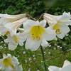 Lilium regale (achizitionat de la Anthesis)