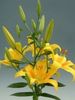 Lilium x hybridum (ASIATIC) - Cordelia (achizitionat de la Anthesis)