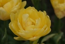 Yellow Pomponete achiz. in 2010 de la Anthesis