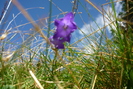 campanula de la munte