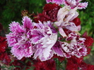 Dianthus Chabaud (2010, July 04)