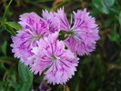Dianthus chinensis (2010, August 07)