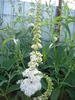 Buddleja White Profusion 02jul2010