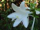 Hosta_Plantain Lily (2010, August 24)