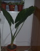 colocasia