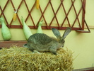 DSCF2046