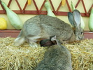 DSCF2065