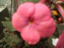 achimenes Cascade flash pink