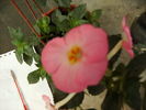 Achimenes vie en rose