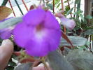 achimenes VIvid Coray