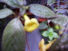 Achiumenes yellow Beauty