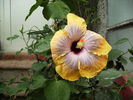 Hibiscus 2