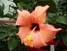 Hibiscus 3