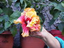 Hibiscus 2010-2