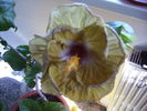 Hibiscus 2010-10