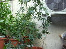 passiflora 2