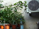 passiflora Flavia Carpa