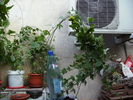 passiflora incarnata