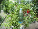 plumbago alb