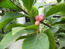 seminte de magnolia grandiflora