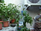 Thumberegia Mysorensis