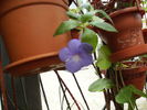 achimenes 2