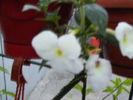 achimenes 2010-2