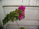 alta bougainvilea 2010