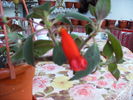 boboc de kohleria-2010
