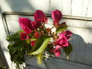 bougainvilea 2010-2
