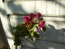 bougainvilea 2010