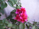 bugainvilea rosie 2