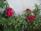 bugainvilea rosie