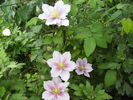 clematis11
