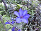 clematis-9