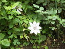 clematis 10